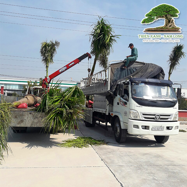 Cung cấp cây xanh